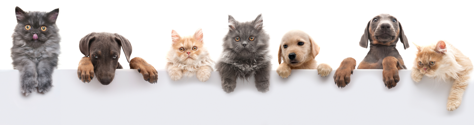 Pet Screening